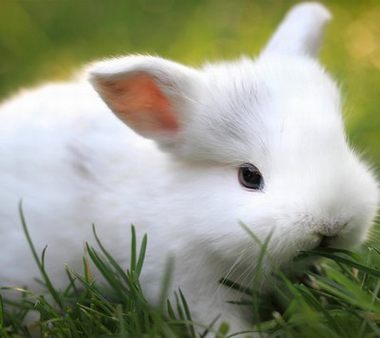 兔子想吃隔壁草全文阅读